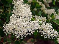 FLORE (12).JPG